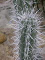 Stetsonia Coryne